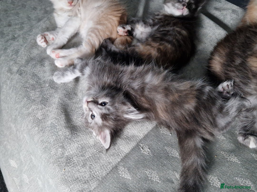 Maine Coon cats for sale: Stunning Maine Coon kittens - Image 11