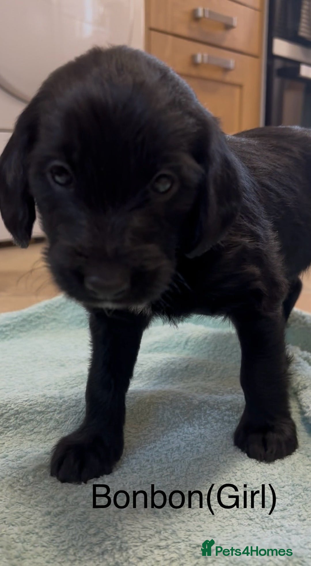 Labradoodle dogs for sale: Labradoodles - Image 4