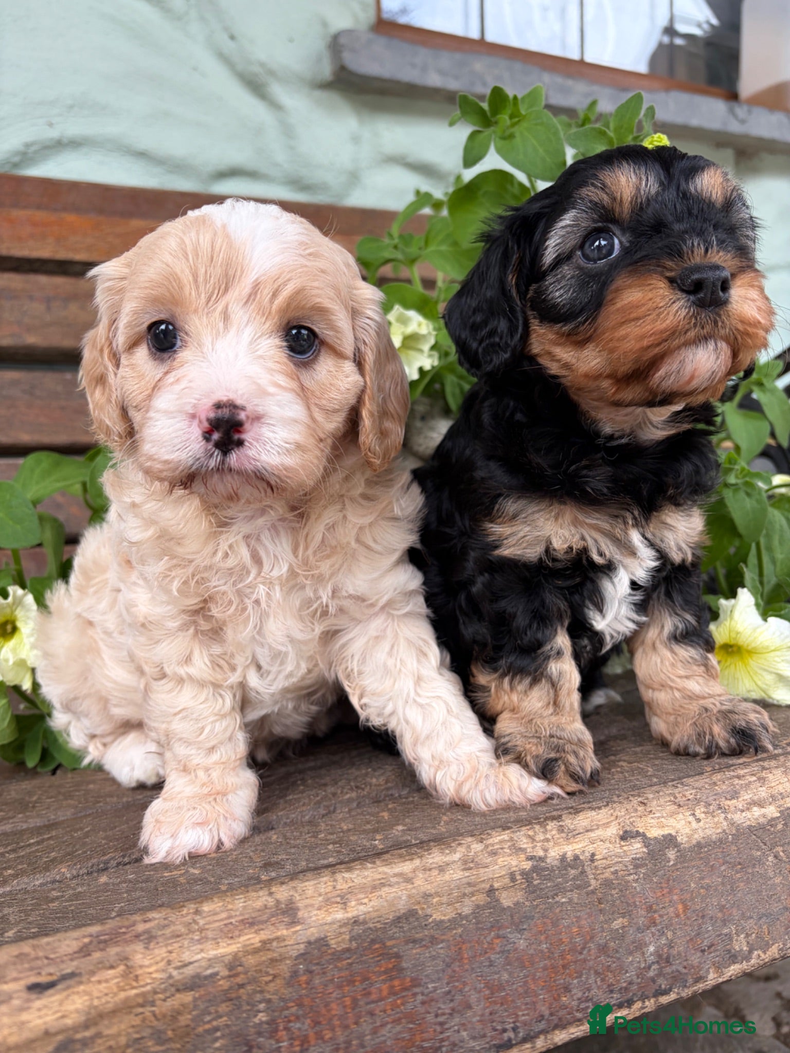 Cavapoo dogs F1 Beautiful cavapoo puppies Health tested parents - Advert 17