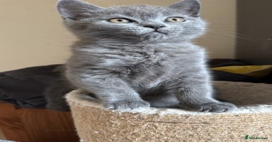 Scottish Fold cats - Advert 4