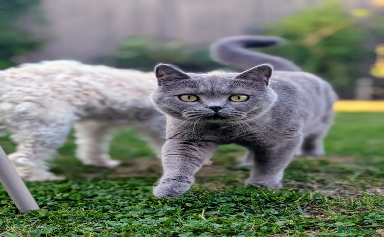 British Shorthair cats - Advert 13
