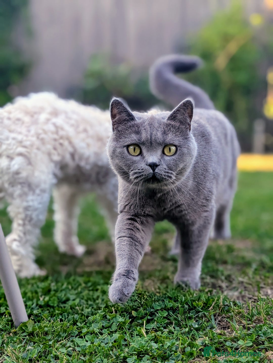 British Shorthair cats for sale: Beautiful Pedigree Neutered British Shorthair  - Image 1
