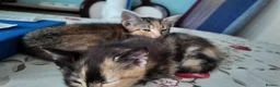 Mixed Breed cats for sale: 🐱 3 Beautiful Friendly Tabby Kittens in Milton Keynes - Advert 10