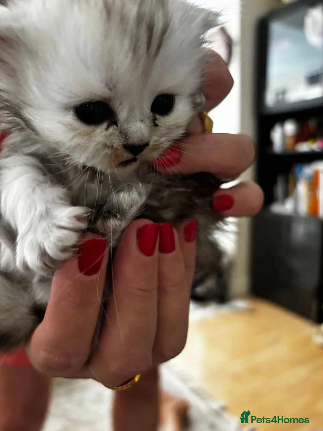 Persian cats for sale: Beautiful Persian Kittens  - Advert 6