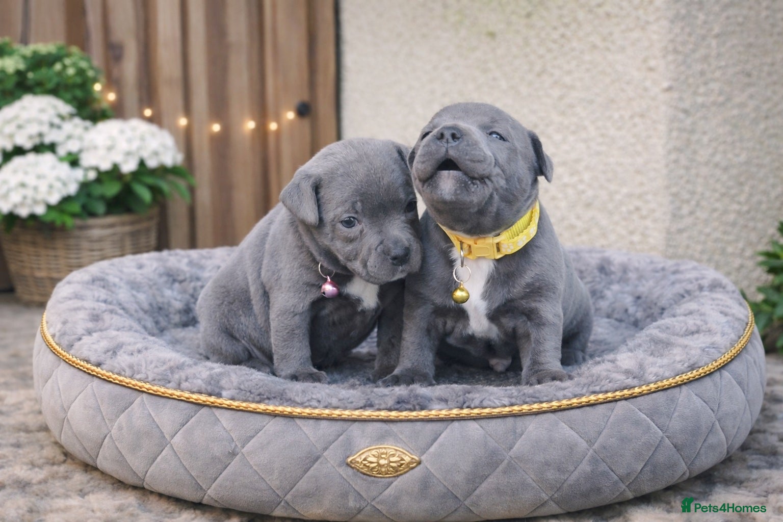 Staffordshire Bull Terrier dogs SOLID BLUE TEDDY BEAR STAFFS 💯🔥 - Advert 2