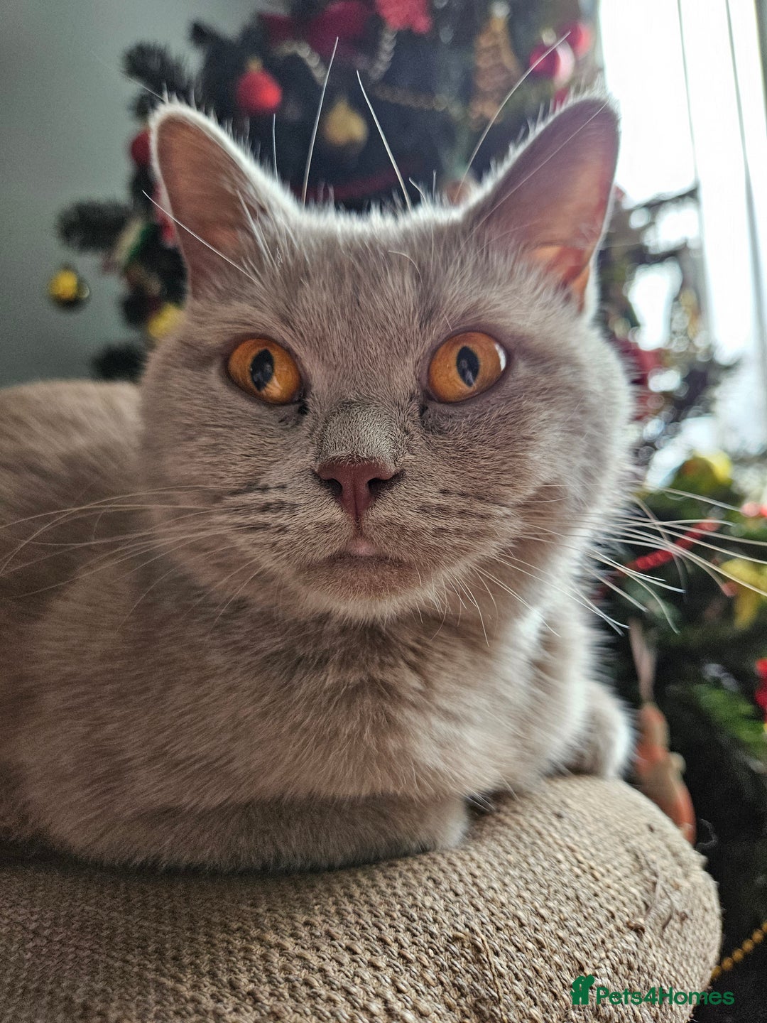 British Shorthair cats for sale: Lilac British Shorthair Girl - 20 mths - Advert 1