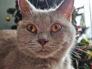 British Shorthair cats Lilac British Shorthair Girl - 20 mths - Advert 5