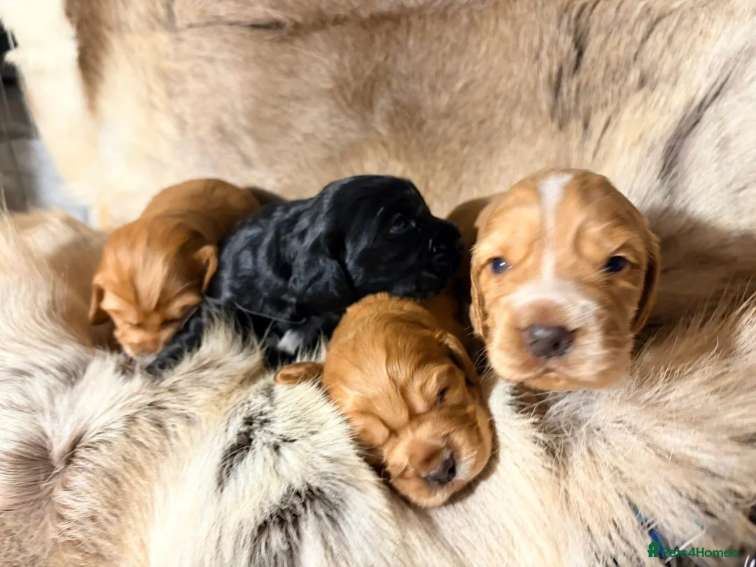 Cocker Spaniel dogs for sale: ✨ Working Cocker Spaniel pups, ready 7th March ✨ - Advert 12
