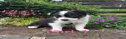 Border Collie dogs for sale: 6 Adorable Border Collie Puppies  in Brecon - Advert 3