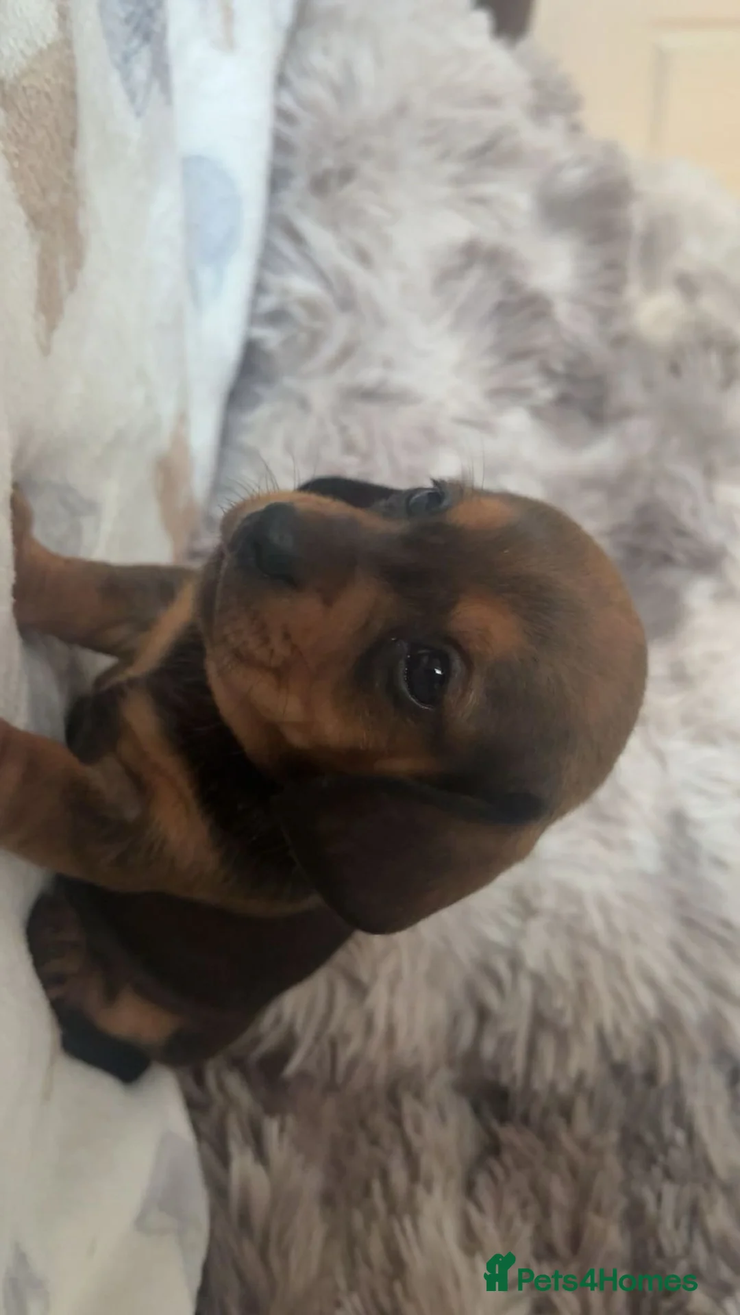 Dachshund dogs for sale: Beautiful mini dachshund puppies  in Woking - Advert 2