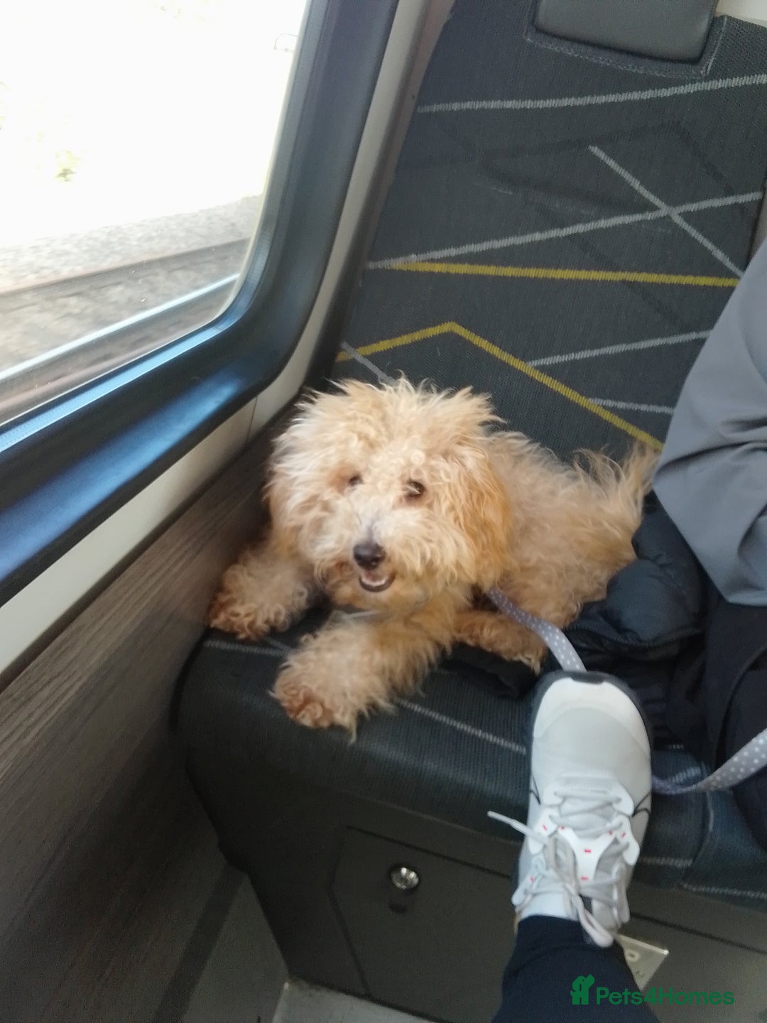 Poochon dogs for sale: 11 month old poochon - Advert 2