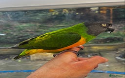 Budgerigars birds for sale: BABY SENEGAL!  - Image 5