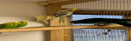 Parakeets birds for sale: KAKARIKIS, MALES AND FEMALES AVAILABLE, PIED ETC - Advert 4