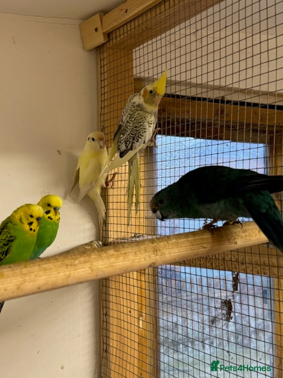 Parakeets birds for sale: KAKARIKIS, MALES AND FEMALES AVAILABLE, PIED ETC - Advert 4
