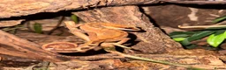 Frog reptiles for sale: Cat geckos and pacman frogs - Advert 3