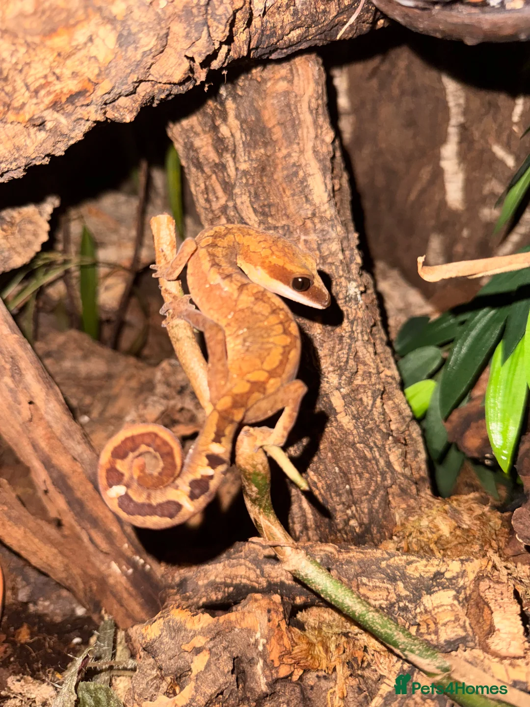 Frog reptiles for sale: Cat geckos and pacman frogs - Advert 3