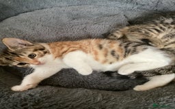 British Shorthair cats for sale: Beautiful kittens - Image 2