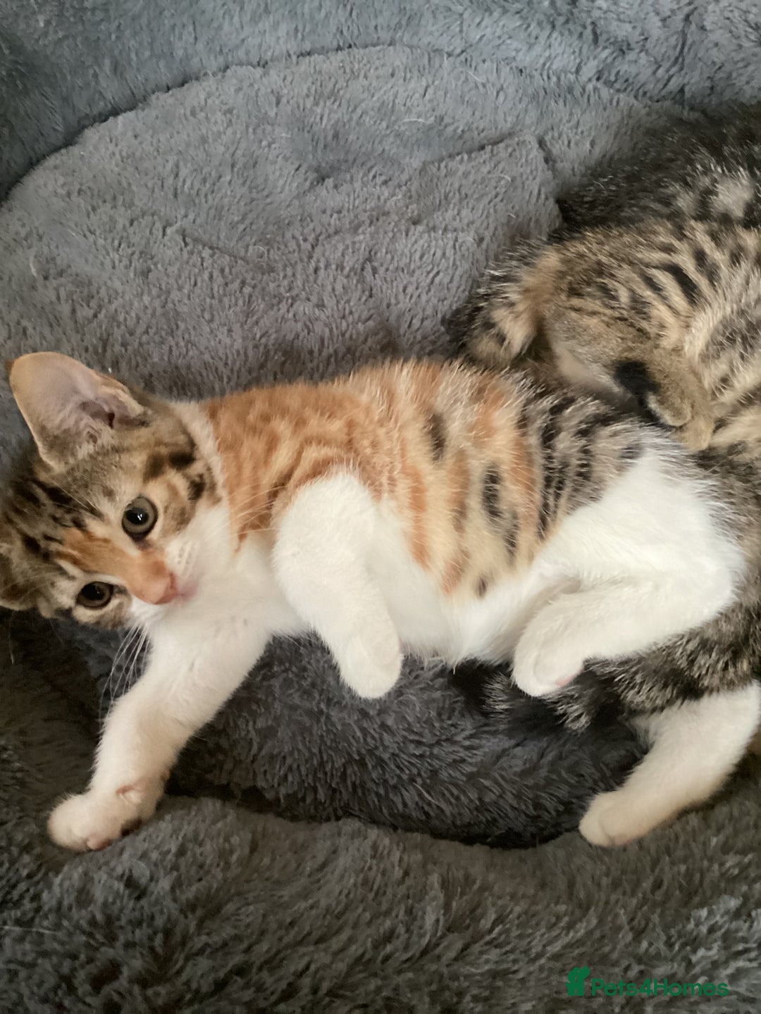 British Shorthair cats for sale: Beautiful kittens - Image 2