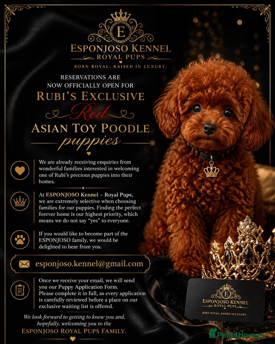 Toy Poodle dogs 👑 ESPONJOSO Half Asian Toy Poodle Waiting List 👑 - Advert 2