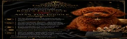 Toy Poodle dogs for sale: 👑 ESPONJOSO Half Asian Toy Poodle Waiting List 👑 - Advert 5