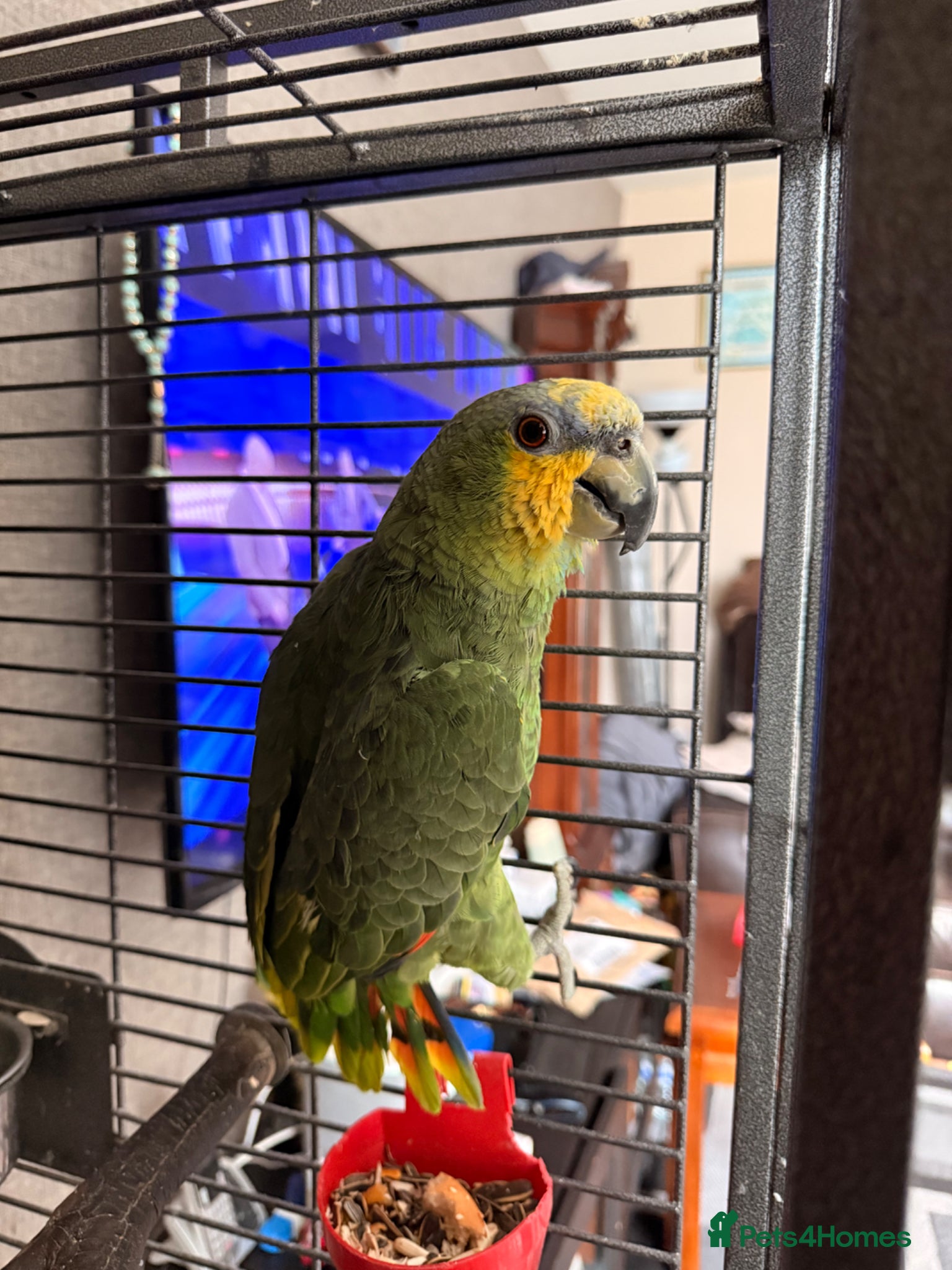Parrots birds Amazon Parrot  - Advert 6