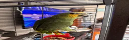 Parrots birds for sale: Amazon Parrot  in Coventry - Advert 1