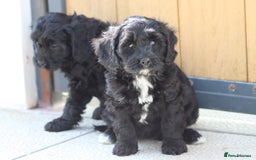 Cavapoo dogs for sale: Beautiful F1 Cavapoo puppies for sale - Image 5