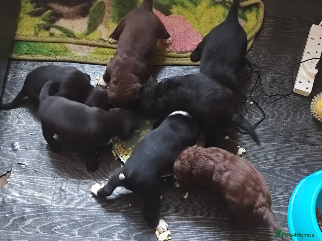 Mixed Breed dogs for sale: Frenchie x Sprocker pups - Image 11