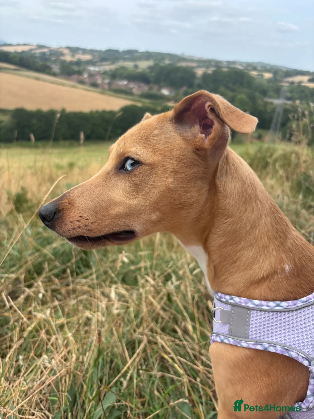 Mixed Breed dogs for sale: Nilou needs a family  in Abergavenny - Advert 2