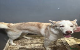 Siberian Husky dogs for sale: Siberian huskies  for sale  - Image 6