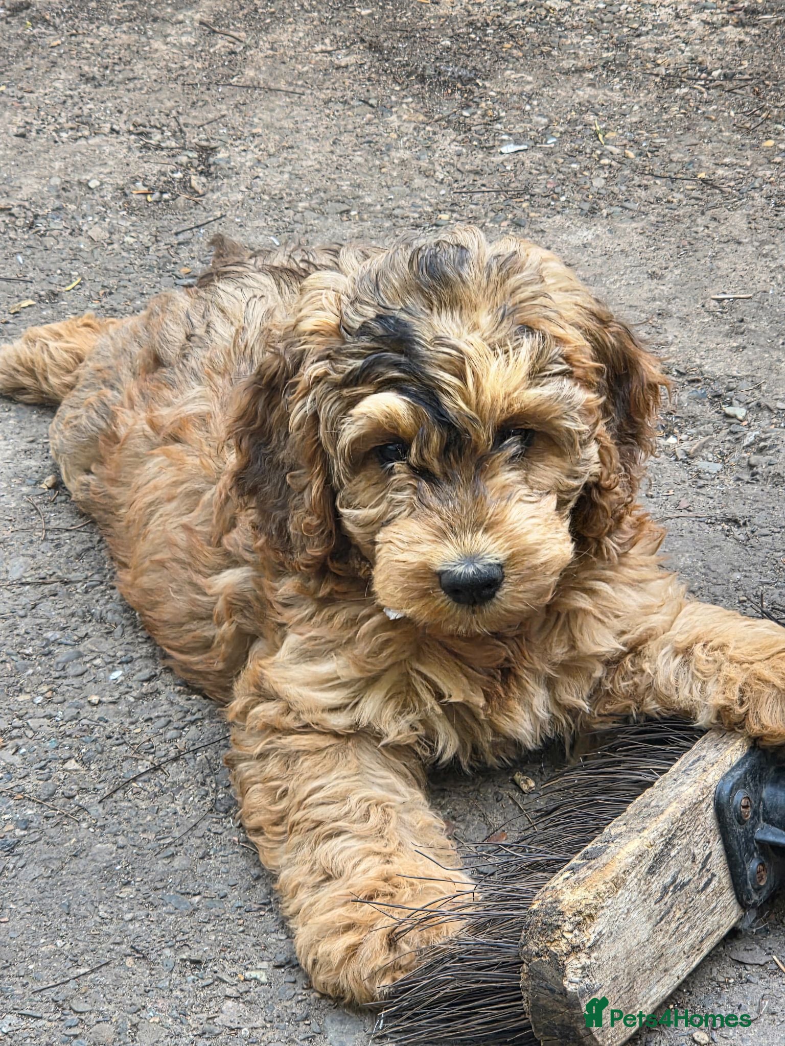 Cockapoo dogs Health Tested F1b Cockapoo Puppies - Advert 2