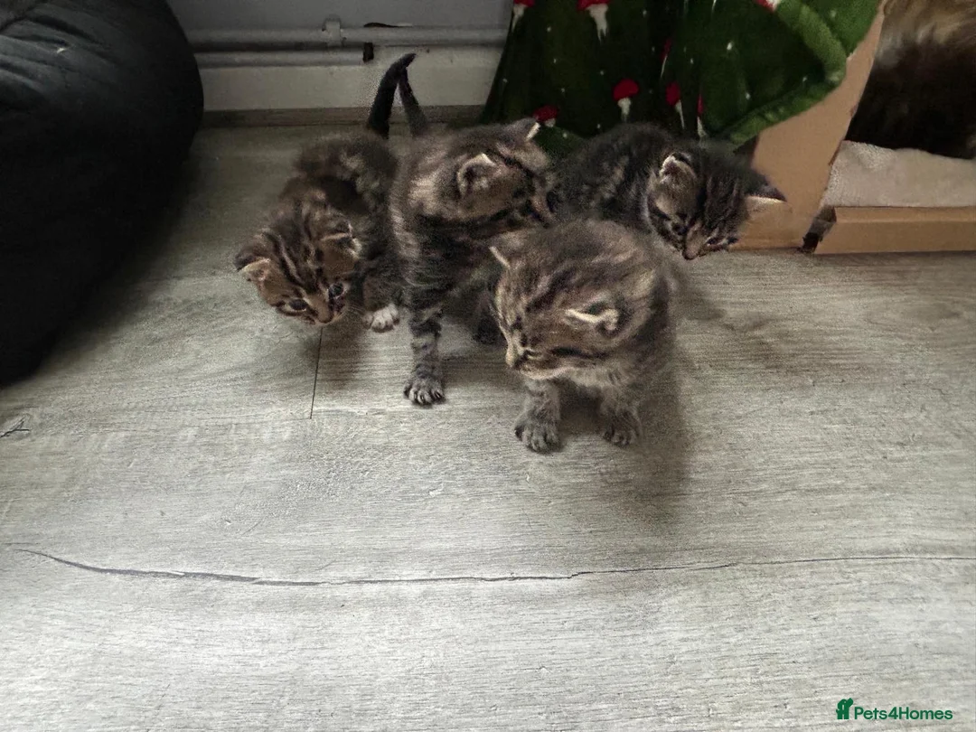 Maine Coon cats for sale: 4 beautiful Maine Coon CROSS kittens for salefor - Advert 2