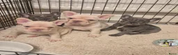 French Bulldog dogs for sale: French Bulldog Puppies  - Advert 1