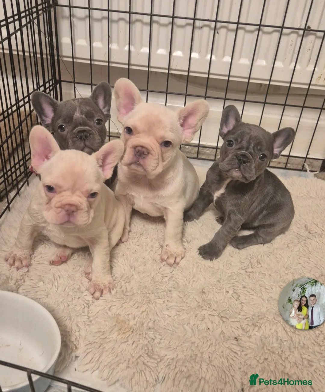 French Bulldog dogs for sale: French Bulldog Puppies  - Advert 1