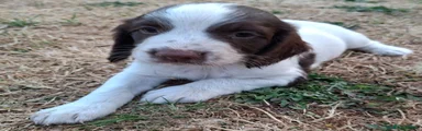 English Springer Spaniel 1