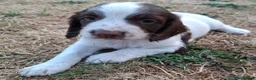English Springer Spaniel dogs for sale: Working springer spaniel pups - Advert 18
