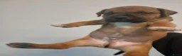 Staffordshire Bull Terrier dogs for sale:  red staffordshire bullterrier puppies 🐶  - Advert 9