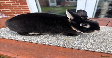 Rex rabbits - Advert 6