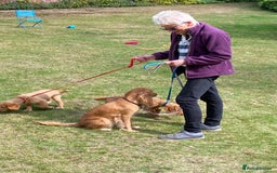 Cocker Spaniel dogs for sale: Stunning Working Cocker Spaniel Puppies - Image 11