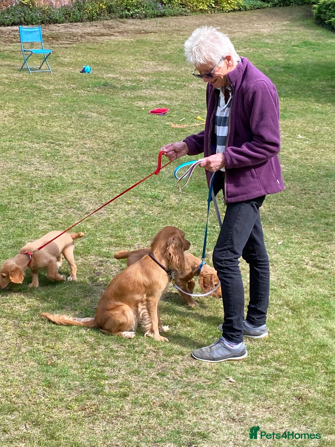 Cocker Spaniel dogs for sale: Stunning Working Cocker Spaniel Puppies - Image 11