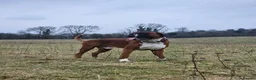 Boxer dogs for stud: First time stud, Bruce in Coulsdon - Advert 29