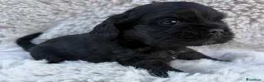 American Cocker Spaniel Puppy 3
