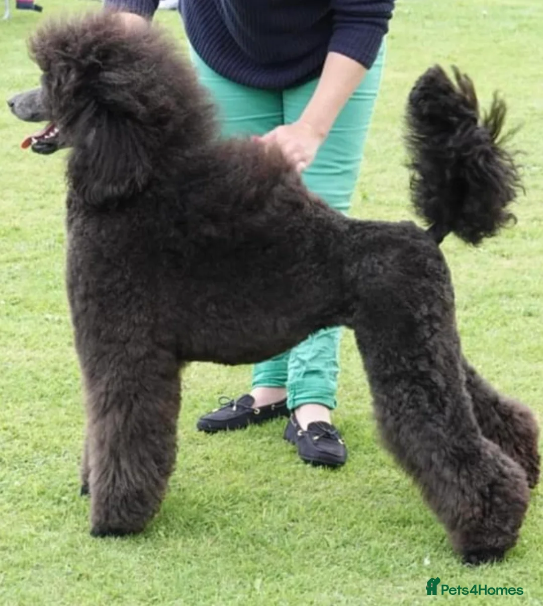 Standard Poodle dogs for stud: Silver standard poodle  in Wakefield - Advert 22