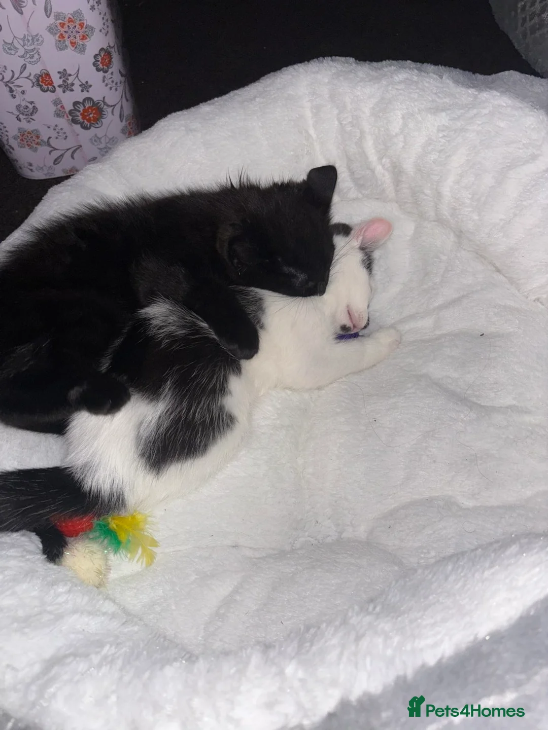 Mixed Breed cats for sale: Beautiful kittens ready to be sold together - Advert 2