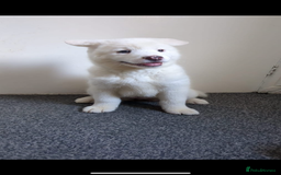 Mixed Breed dogs for sale: American x Japanese Akita  - Image 2