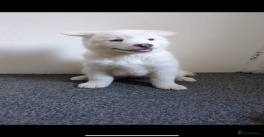 Mixed Breed dogs - Advert 4