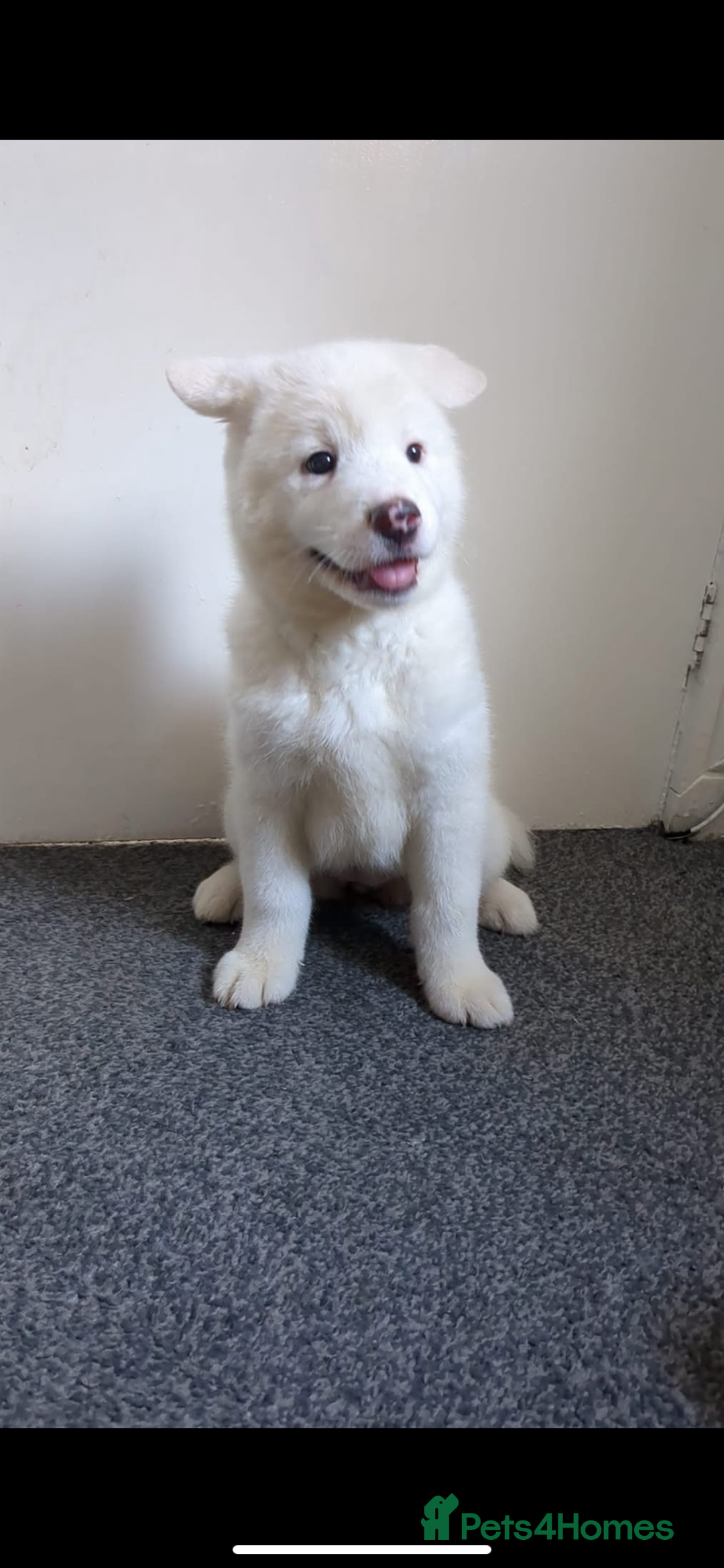 Mixed Breed dogs for sale: American x Japanese Akita  - Image 2