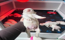 Clumber Spaniel dogs for sale: stunning litter of Clumber Spaniel puppies - Advert 2