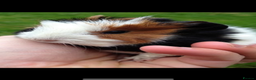 Guinea Pig rodents for sale: A Mixed Colour of Beautiful Guinea pigs  - Advert 1