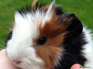 Guinea Pig rodents A Mixed Colour of Beautiful Guinea pigs - Advert 1
